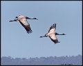 _9SB2060 common cranes